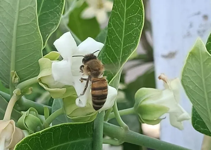 דירה Vestigia Pompeiana