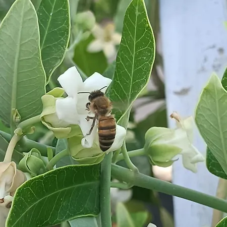 아파트 Vestigia Pompeiana